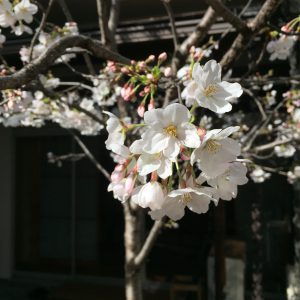 千代田ヴィレッジの桜