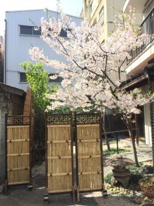 千代田ヴィレッジ中庭の桜