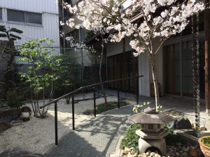 千代田ヴィレッジ中庭桜