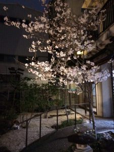 千代田ヴィレッジ桜ライトアップ