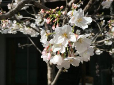 中庭の桜