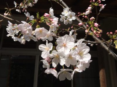 中庭の桜