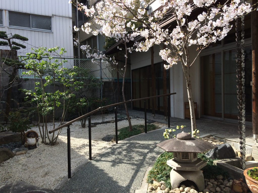 春の中庭。満開の桜と石灯籠