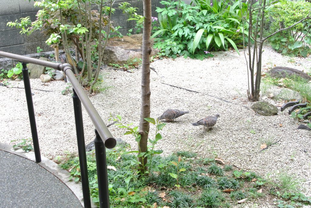 千代田ヴィレッジ中庭の鳩