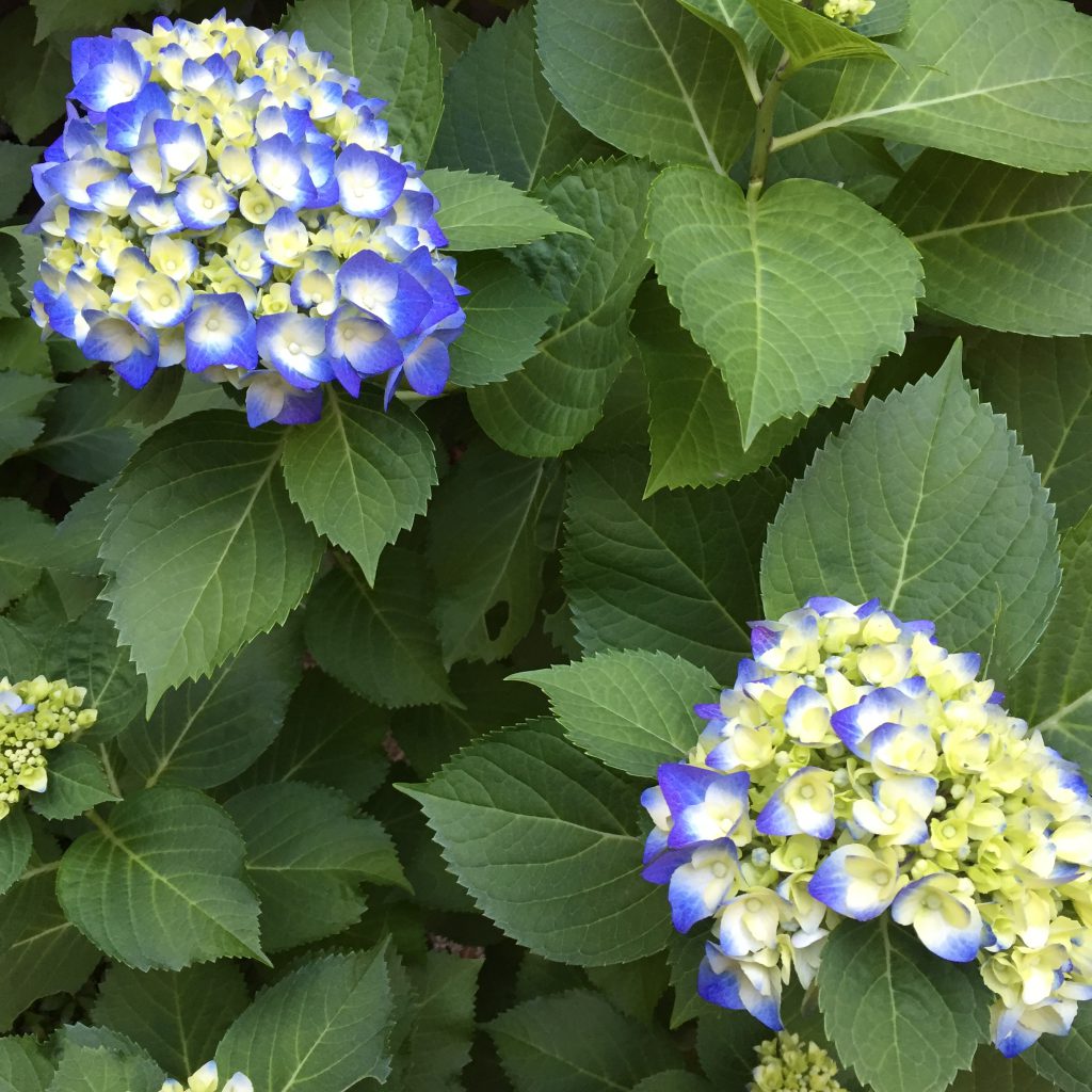 初夏の中庭に咲く紫陽花