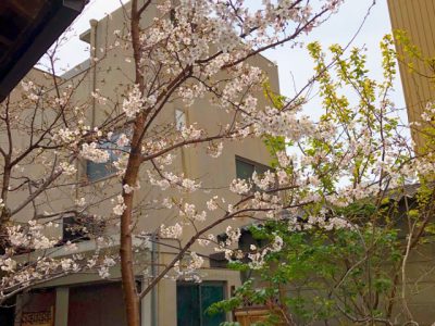 【鶴舞公園から徒歩5分】3月31日空いてます！インドア花見にどうぞ！