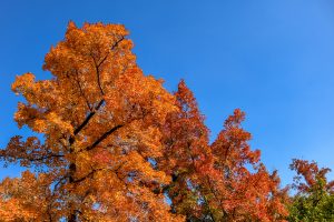 紅葉撮影 名古屋 千代田ヴィレッジの和室と中庭